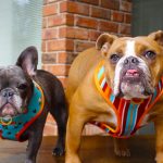 WHAT ARE THE MOST COMMON HEALTH PROBLEMS OF A FRENCH BULLDOG?