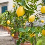 What Fruit Trees Grow in Small Gardens?