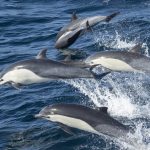 Dolphin Cruises: Safeguarding Marine Life