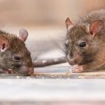The Vital Role of Professional Rodent Exterminators in Keeping Populated Residential Areas Rodent-Free