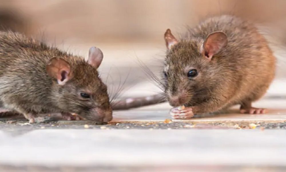 The Vital Role of Professional Rodent Exterminators in Keeping Populated Residential Areas Rodent-Free